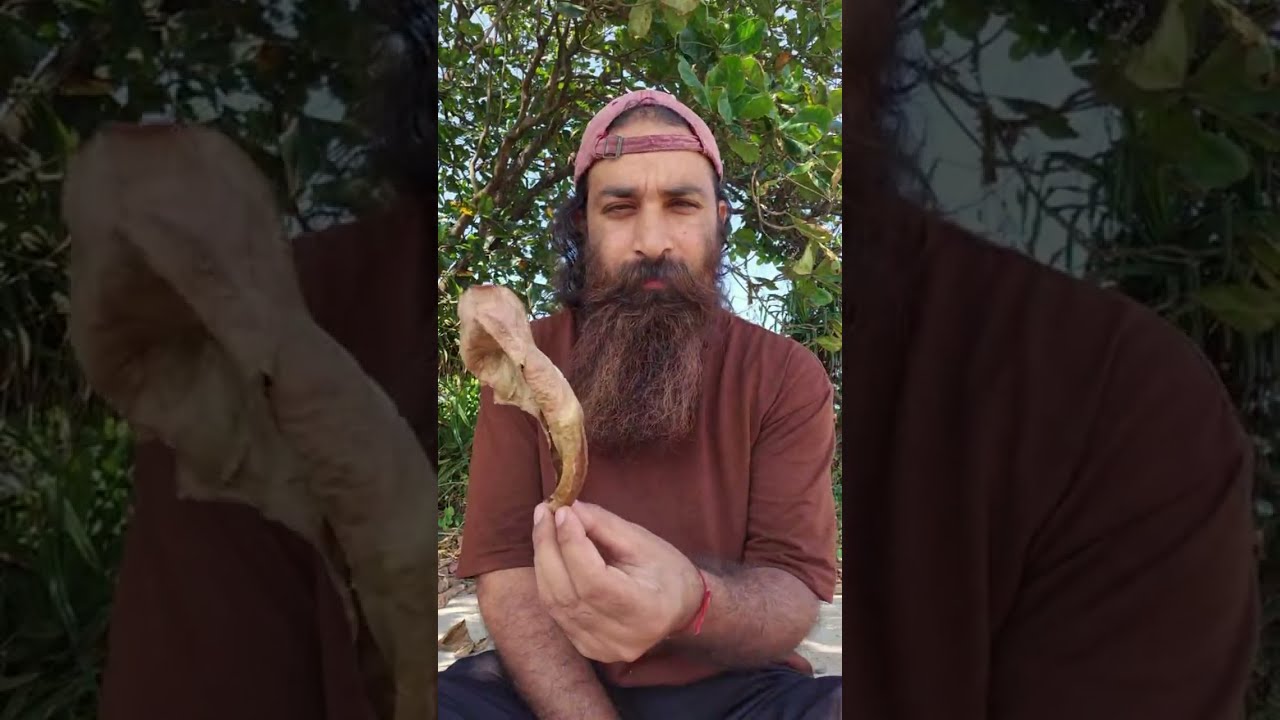 OneViking1 is live | IN THE SHADOW OF CASHEW TREE GOA MORJIM🍁🏝| 