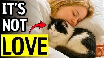 Waarom je kat bij je slaapt (niet vanwege de hitte)