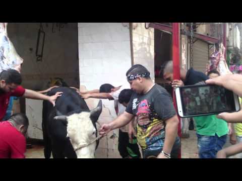 الجزار محمود سمير في عيد الاضحي