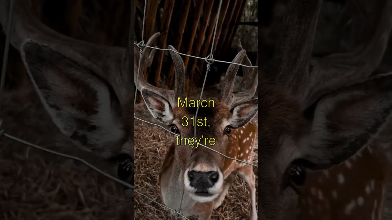 You Won't Believe This Unsolved murder mysteries in Europe Story