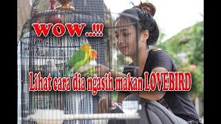 CARA MELOLOH ANAKAN LOVEBIRD AGAR CEPAT MAKAN SENDIRI