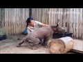 How to Scratch a Baby Rhino