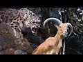 Animals attack -  Snow Leopard Attack Mountain goat and yak