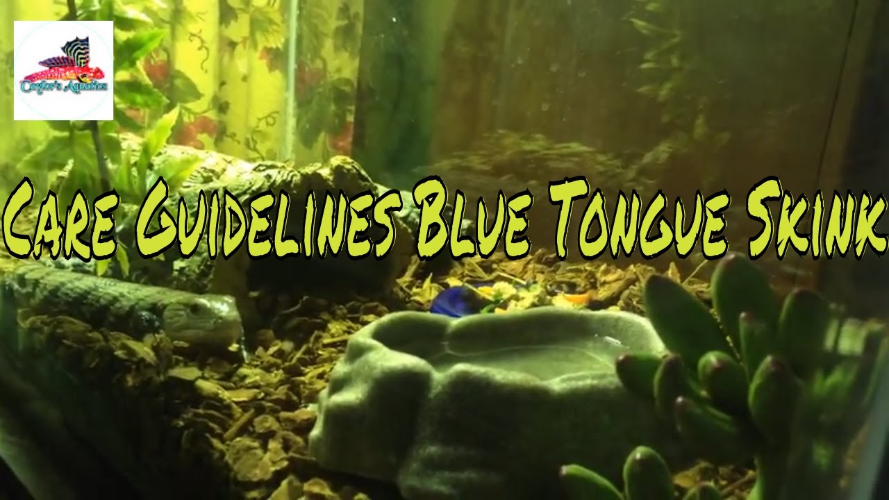 Image showcasing Some Basic Reptile Care Guidelines - YouTube