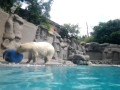 El susto del oso polar del zoo gdl