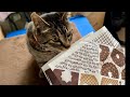 ミスドの香りでハイになる人間 ならない猫