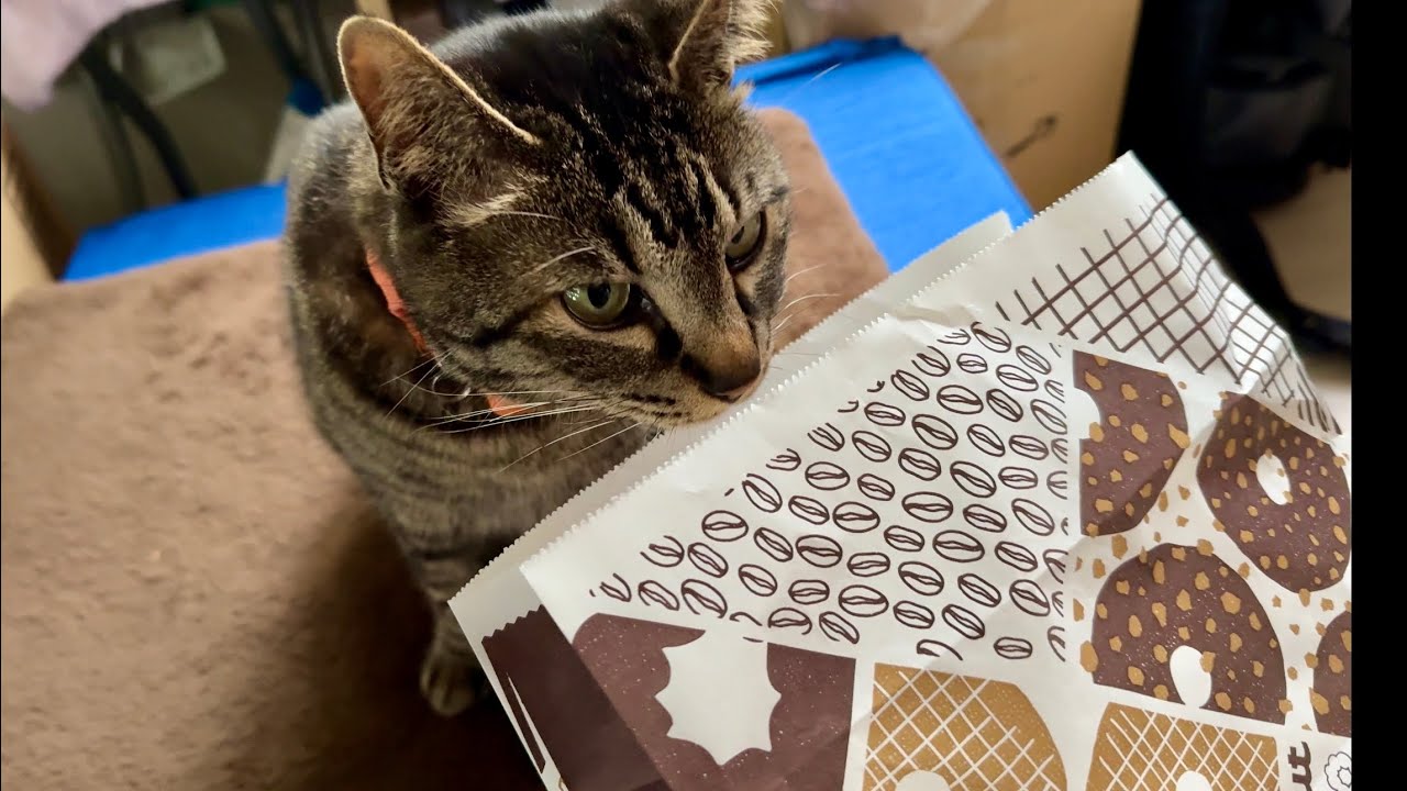 ミスドの香りでハイになる人間 ならない猫