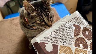 ミスドの香りでハイになる人間　ならない猫