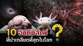 10 อันดับสัตว์ ที่น่าเกลียดที่สุดในโลก