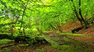 The pleasant murmur of a forest stream heals the nervous system. Relax and relieve stress. Relax.