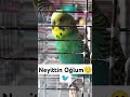 neyittin Oğlum😊 #muhabbetkuşufıstık #muhabbetkusu #muhabbetkuslari #kuslar #parrot #budgies #cicikus