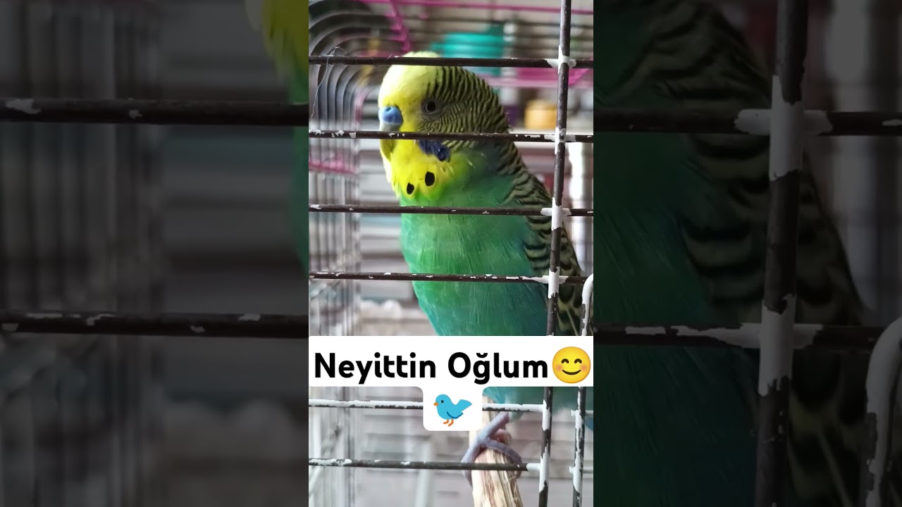 neyittin Oğlum😊 #muhabbetkuşufıstık #muhabbetkusu #muhabbetkuslari #kuslar #parrot #budgies #cicikus