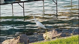 Zamárdi Strand - Kócsag a Zamárdi Strandon (2022)