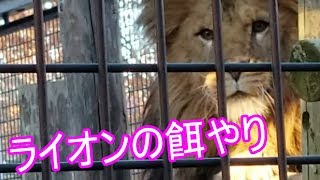 【茶臼山動物園】ライオンの餌やりと飼育員による説明