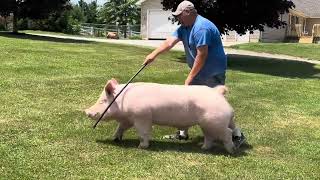 Shipley Swine Genetics Yorkshire Boar Quick Fire