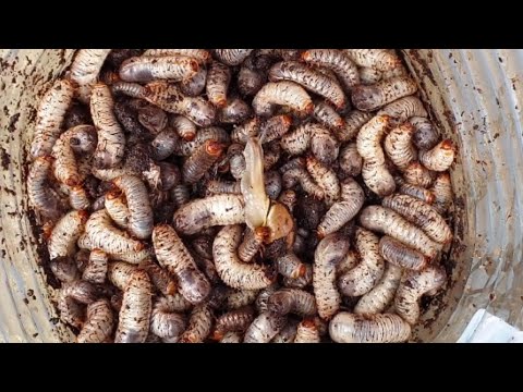 Личинка майского жука как избавиться в домашних условиях