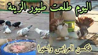 فكسن العرايس واخيرا 🥰 طلعت طيور الزينة اليوم الونسة فول ياغالي 👍