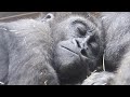 大丈夫❓息子の腕の傷を優しく見てあげる母ゲンキ⭐️ゴリラGorilla【京都市動物園】Genki gently cares for the wound on Kintaro's right arm.