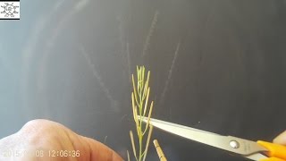 Hairy Bittercress : Explosive Dehiscence