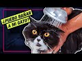 Cómo BAÑAR a un GATO... sin MORIR en el intento!! 🙀 LA GATERÍA TV