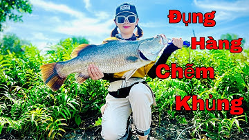 Câu cá chẽm cà mau| Nữ cần thủ đụng chẽm khủng