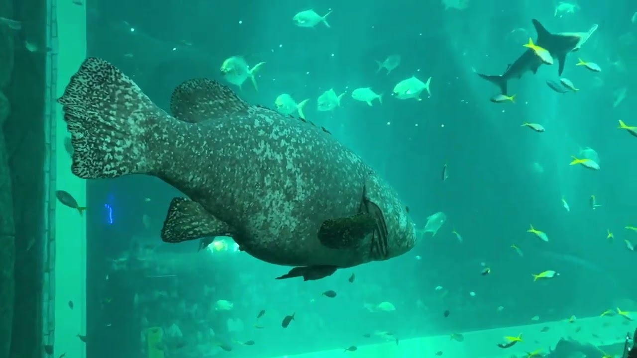 Фукуок 3 күн 