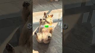 This Lazy Dog Never Saw It Coming 😂 #dogshorts  #funnydogs  #shorts