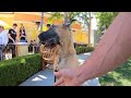 Cash 2.0 Great Dane at the Calabasas Commons 1