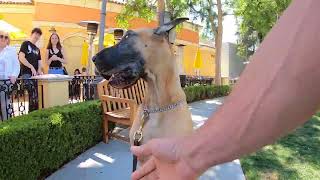 Cash 2.0 Great Dane at the Calabasas Commons 1