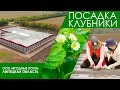 Посадка клубники | ООО "Ягодные поля"