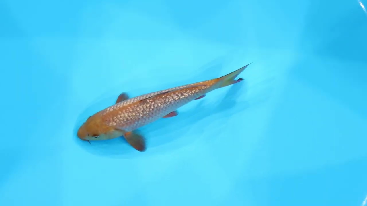 若鯉大会スペシャルオークション！】260302-158の出品鯉のご紹介