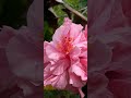 FLOR TUPIDA ROSADA DE CAYENA - AMAZONÍA ECUATORIANA.