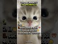 Top 5 Funniest Cat Moments 😂🐈#cat #cats #funny #cute