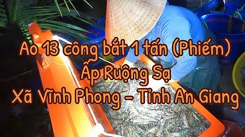 Ao 13 công bắt 1 tấn tôm càng xanh vào đường Rọc Môn - Ấp Ruộng Sạ - Xã Vĩnh Phong - Tỉnh An Giang