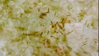 【MV】ghost and tape - cradle (w.akira)