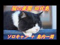 【宮城県 石巻市 田代島】猫の楽園でソロキャン