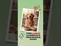 ASÍ cambias la comida de tu perro sin que se estrece