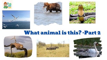 Đoán Tên Con Vật Bằng Tiếng Anh (Phần 2) 🐻🐨 | Câu Đố Vui Học Từ Vựng Cho Bé | CÔ ĐỐ EM