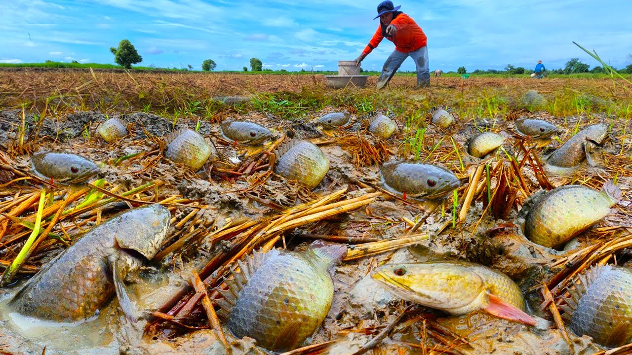 best hand fishing, amazing fishing - catching a lot of fish at rice ...