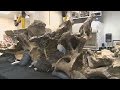 Найден титанозавр, который весил как стадо слонов (новости)
