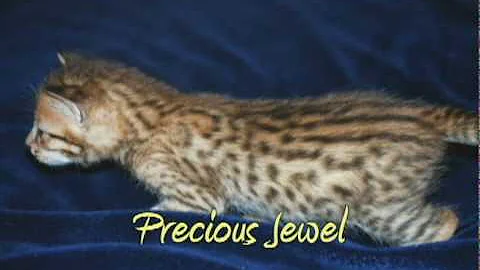 Video 1023691: beautiful savannah kitten, f1, cat