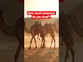 Passing A Camel Through The Eye Of A Needle Passing A Camel Through The Eye Of A Needle