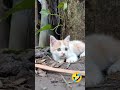 CAT EXPRESSION | T4KUT KATHUAN, SEMBUYIKAN SESUATU #trending #cat #shortvideo