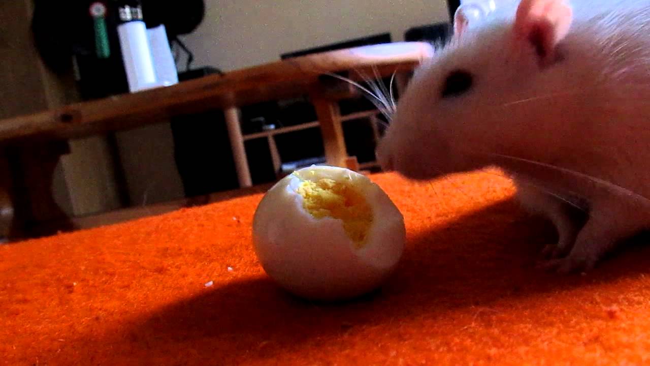 Faire plaisir à son rat : la magie de l'oeuf - YouTube