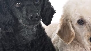 El Poodle o Caniche, entérate aquí de las ventajas de tenerlo!!