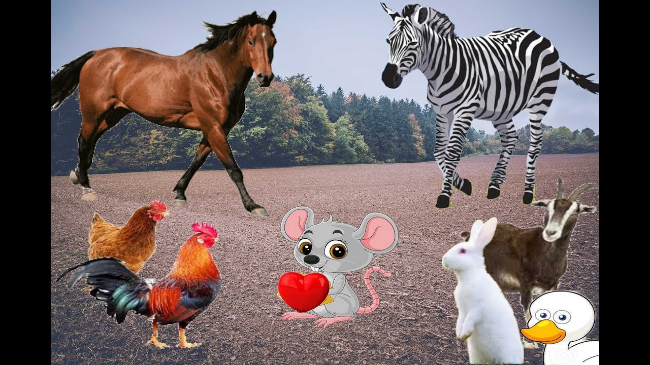Animal World Videos Animal World Videos
