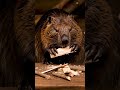 Beaver Devours Wood Snacks 🪵🦫 Oddly Satisfying ASMR