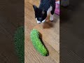 ゴーヤ対ねこ #ゴーヤ#ねこ