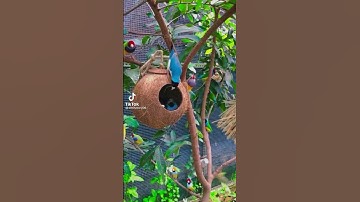 gouldian finches #bluegouldian #colony breeding set up #shorts#tamil #gouldian colours #life