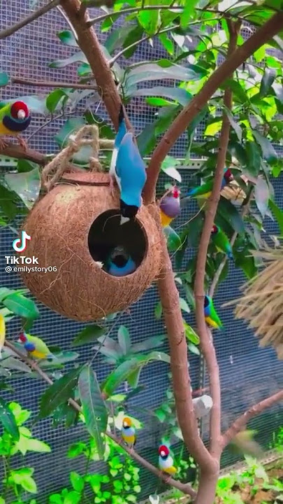 gouldian finches #bluegouldian #colony breeding set up #shorts#tamil #gouldian colours #life